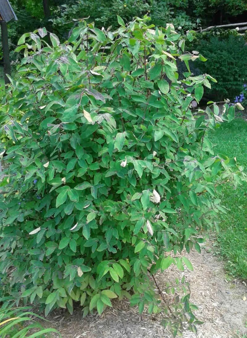 Lonicera caerulea borealis - Photo 3 sur 6