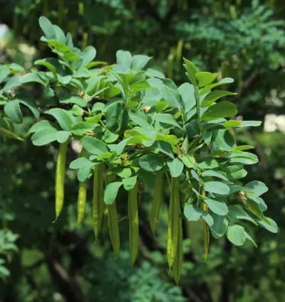 Photo de Caraganier de Sibérie, Acacia jaune (Caragana arborescens), Petit arbre