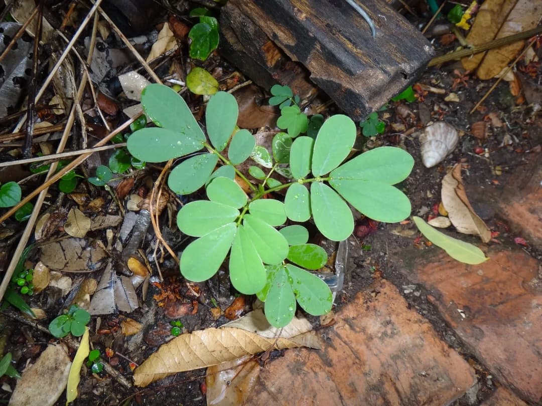 Senna tora - Photo 4 sur 6