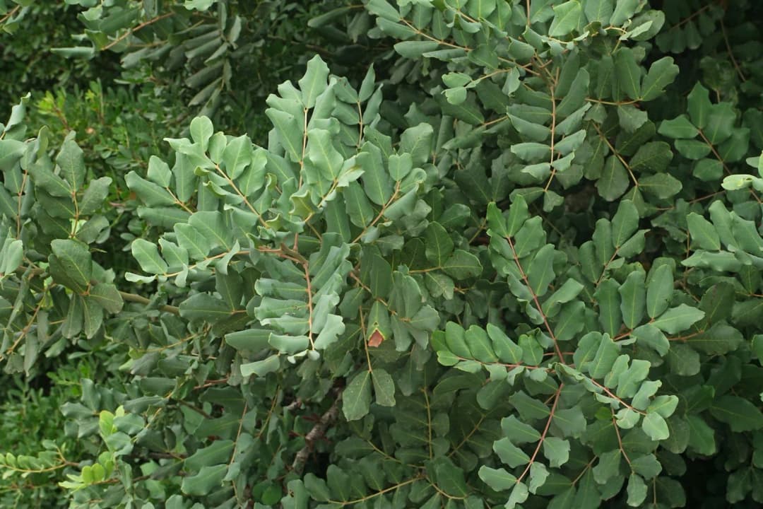 Ceratonia siliqua - Photo 3 sur 6