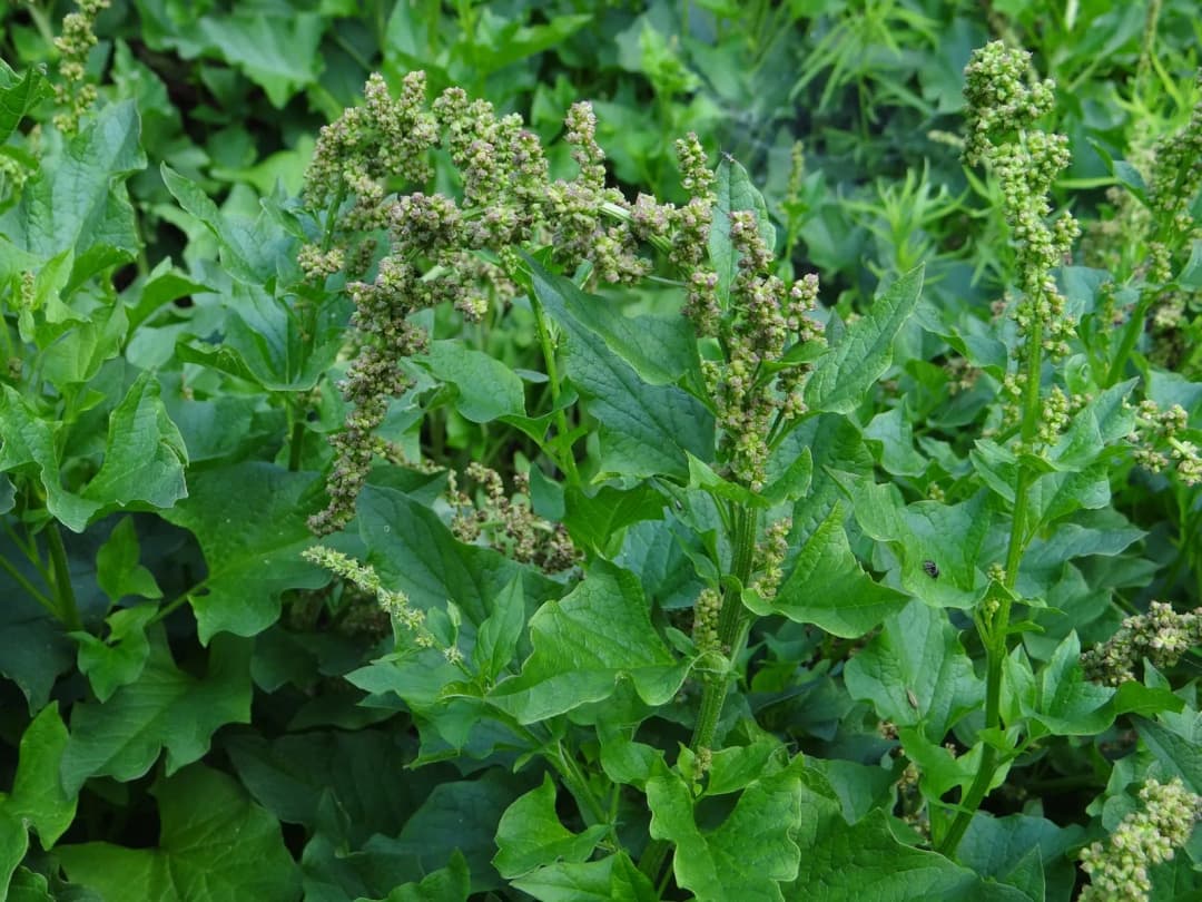 Chenopodium bonus-henricus - Photo 5 sur 6