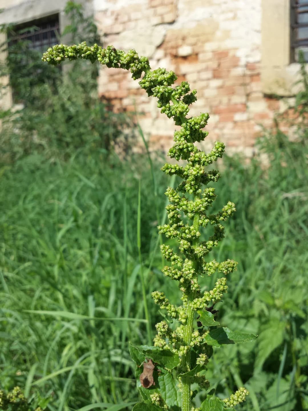 Chenopodium bonus-henricus - Photo 6 sur 6
