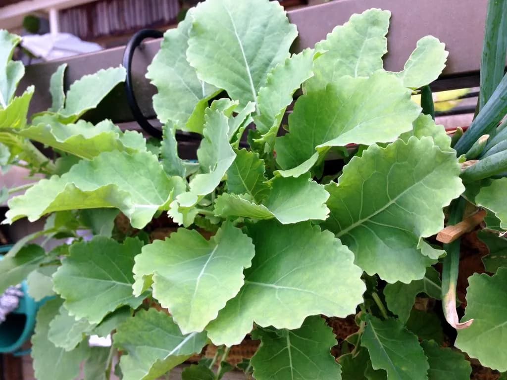 Brassica oleracea - Photo 2 sur 4