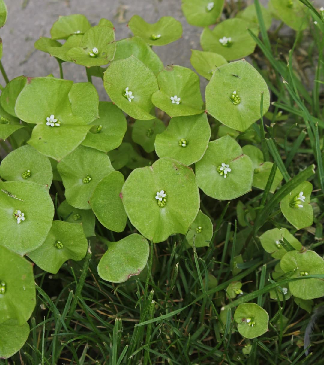 Claytonia perfoliata - Photo 2 sur 5