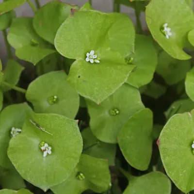 Photo de Pourpier d’hiver (Claytonia perfoliata), Couvre-sol