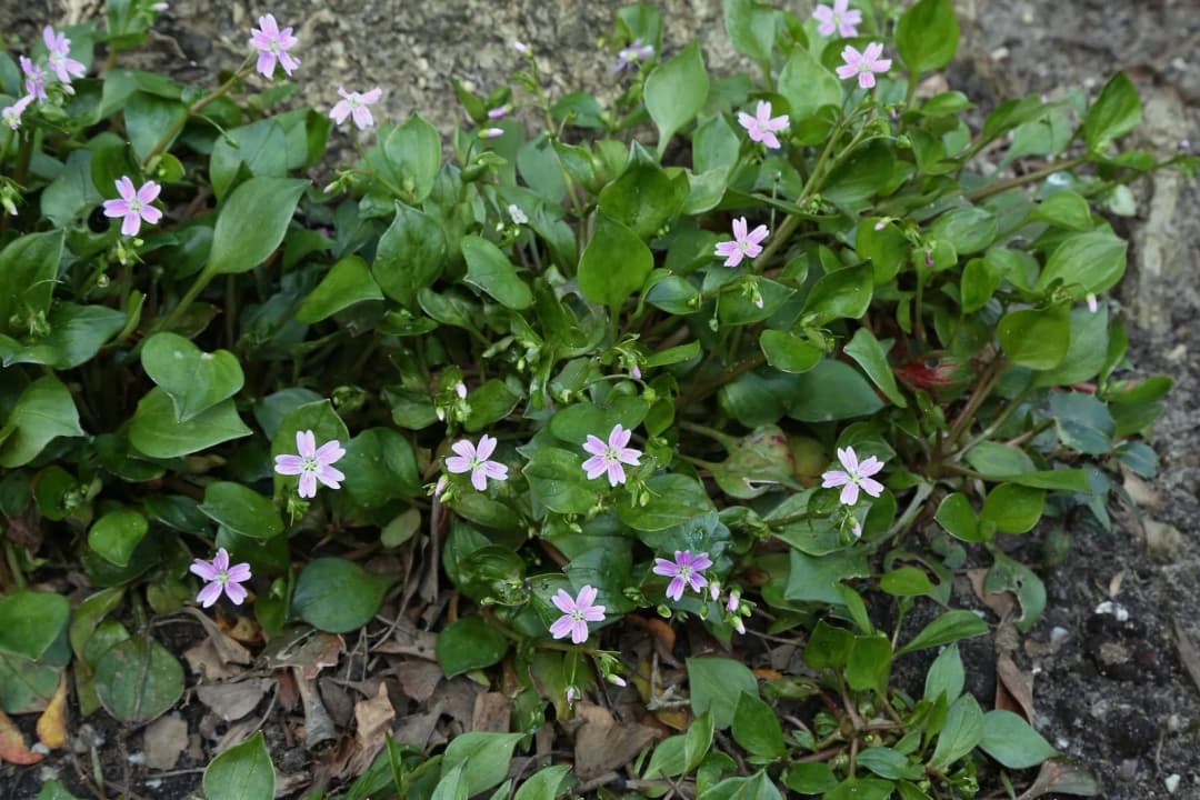 Claytonia sibirica - Photo 2 sur 4