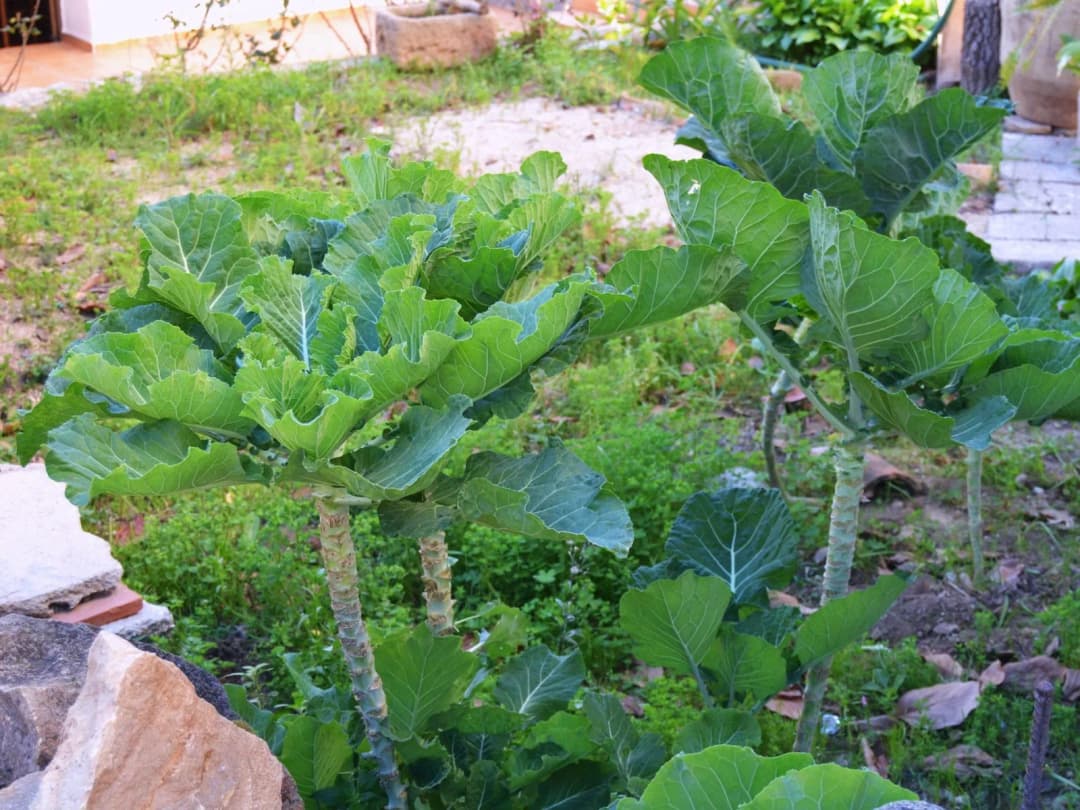Brassica oleracea viridis - Photo 1 sur 2