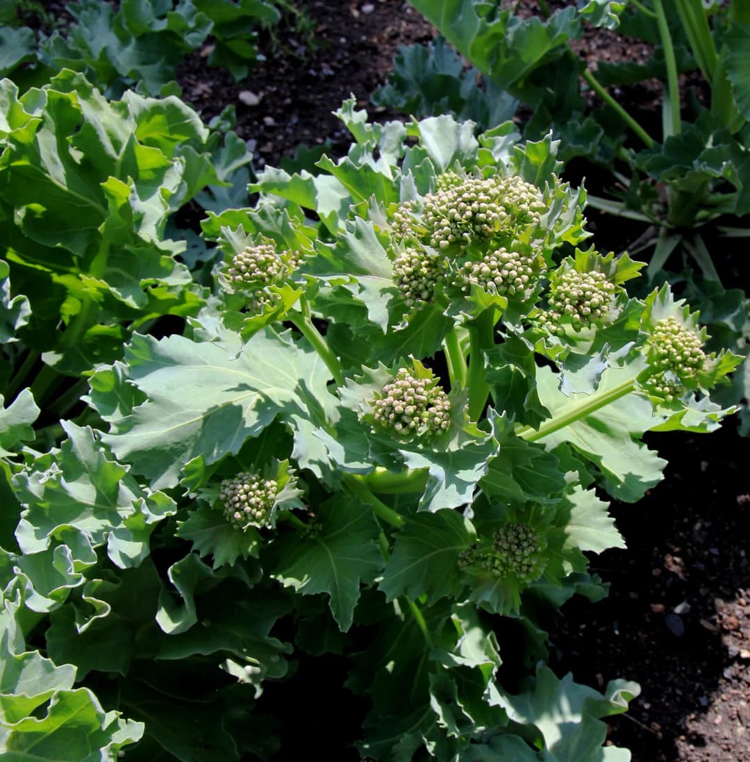 Crambe tatarica - Photo 1 sur 4
