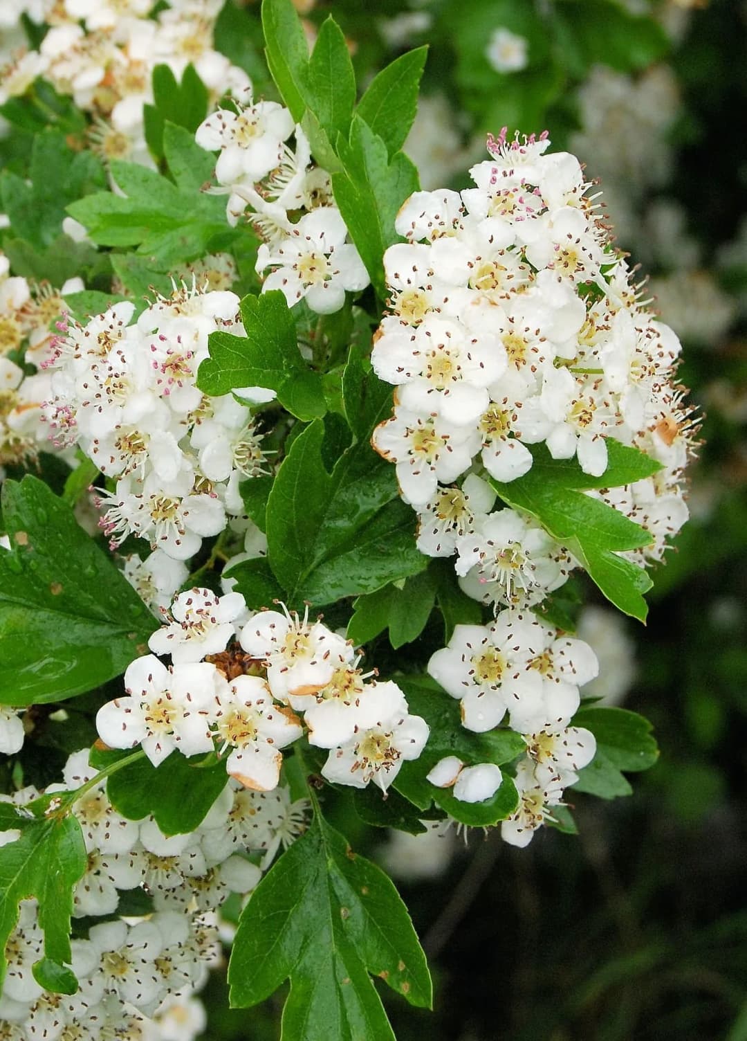 Crataegus crus galli - Photo 4 sur 6