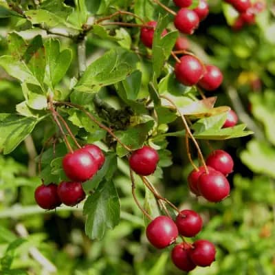 Photo de Aubépine fruitière (Crataegus sp.), Canopée