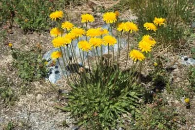Photo de Liondent hispide (Leontodon hispidus), Couvre-sol