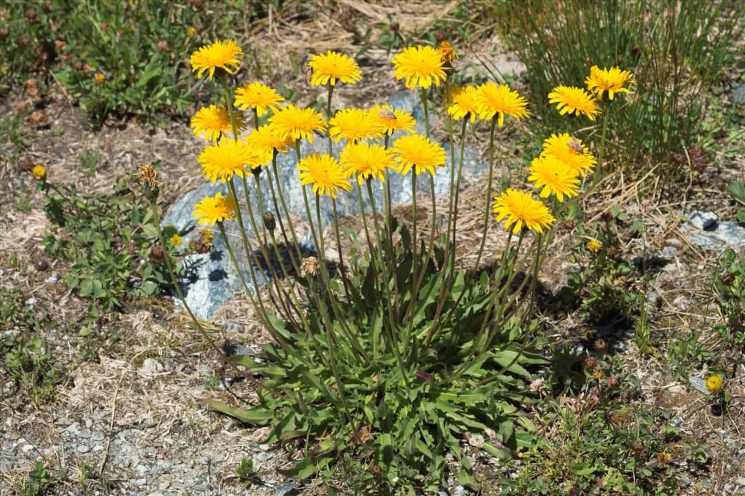 Leontodon hispidus - Photo 1 sur 7