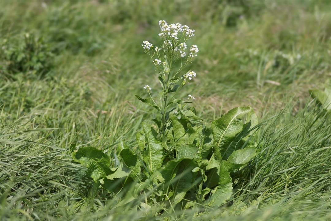 Armoracia rusticana - Photo 4 sur 4