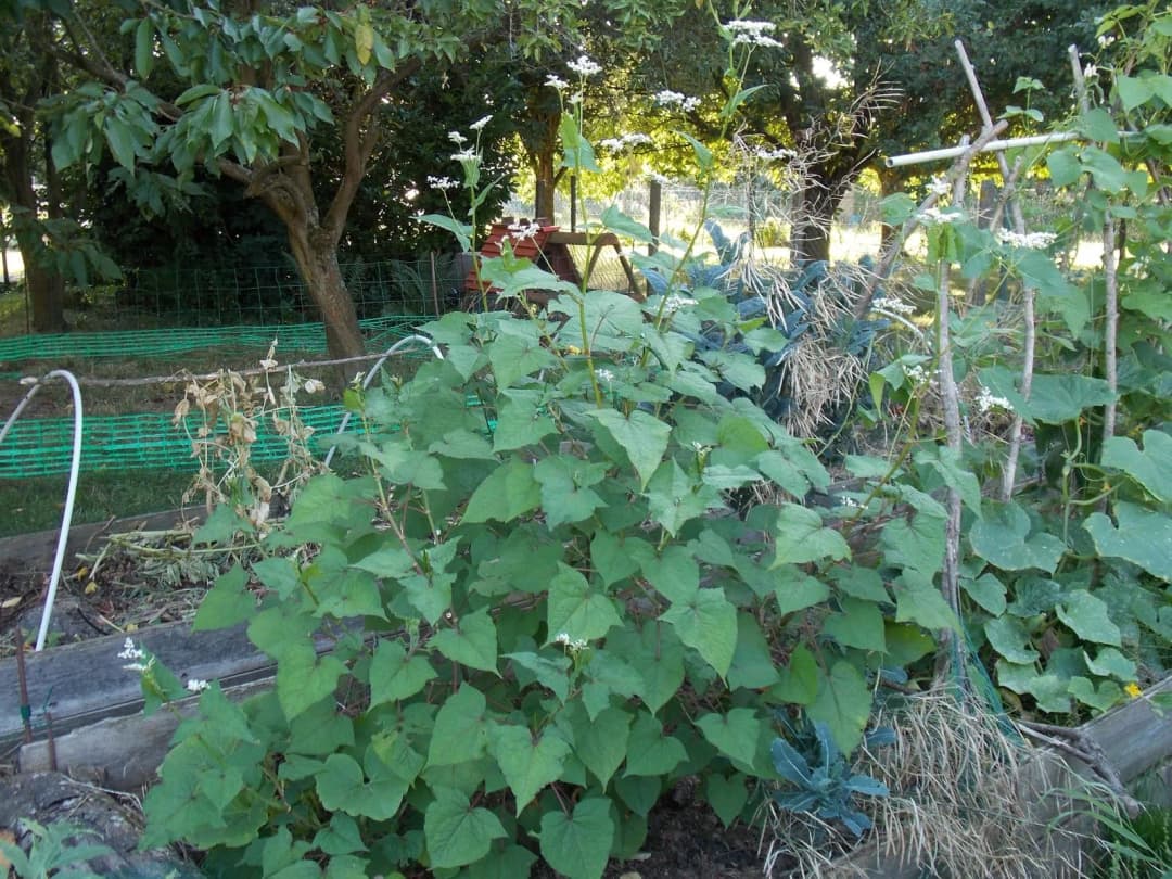 Fagopyrum dibotrys - Photo 5 sur 6