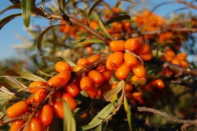 Photo de Argousier (Hippophae rhamnoides), Petit arbre