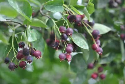 Photo de Amélanchier de Lamarck (Amelanchier lamarckii), Petit arbre