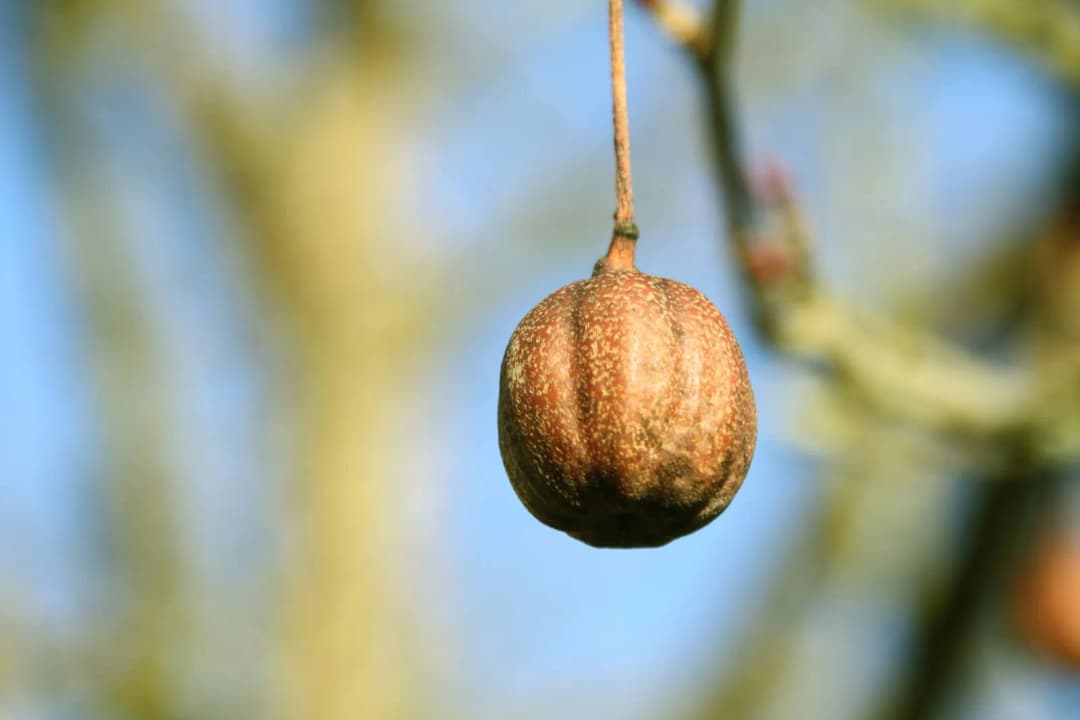 Davidia involucrata - Photo 1 sur 7