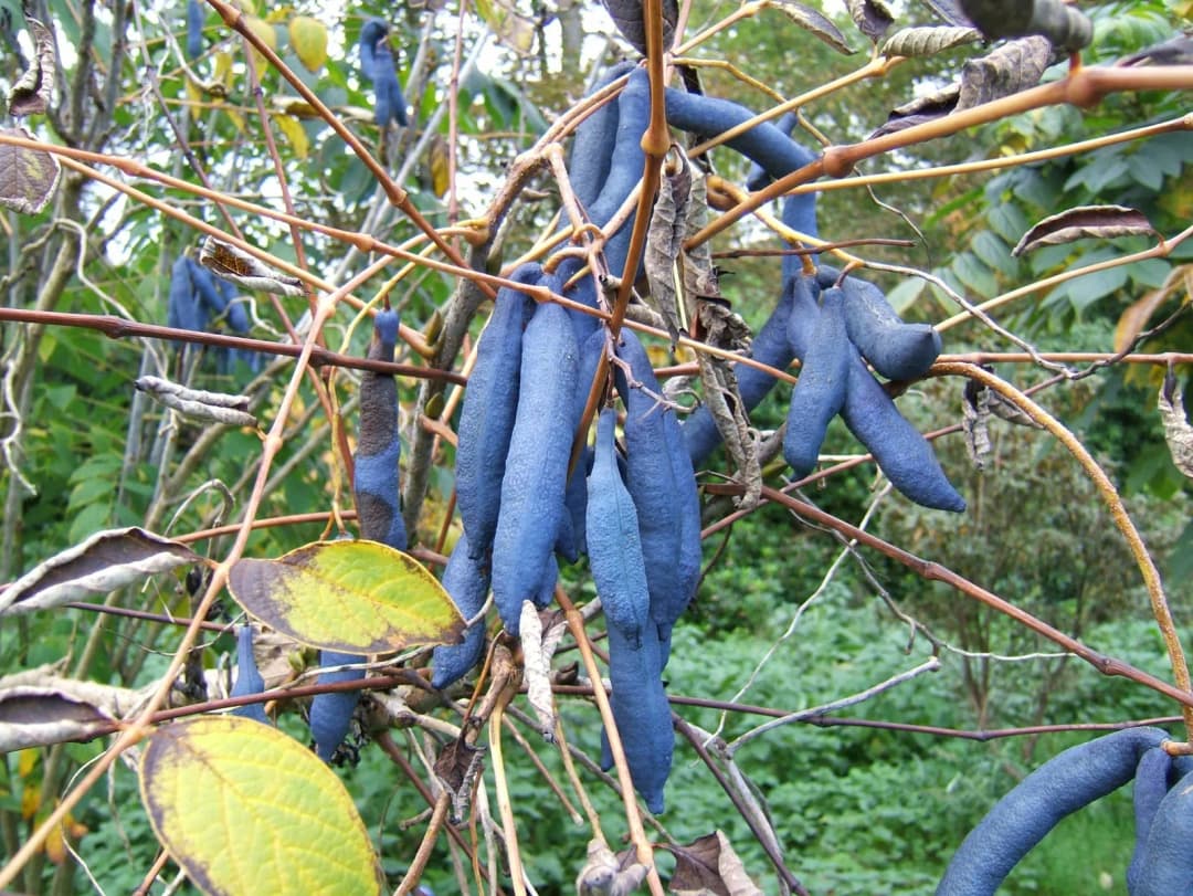 Decaisnea fargesii - Photo 7 sur 8