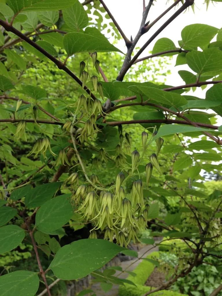 Decaisnea fargesii - Photo 4 sur 8