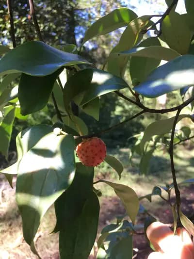 Photo de Cornouiller (Cornus kousa angustata), Canopée