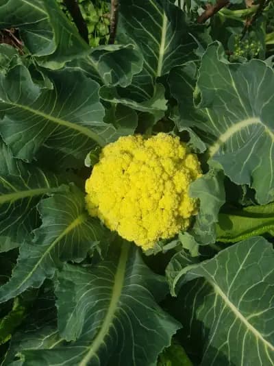 Photo de Choux brocoli nine star perenial (Brassica oleracea botrytis aparagoides), Couvre-sol