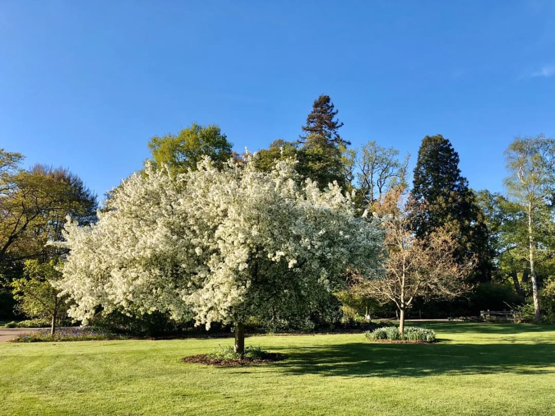 Malus baccata mandshurica - Photo 4 sur 5