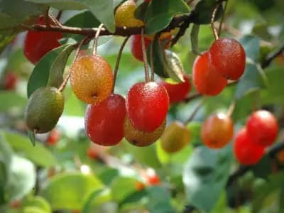 Photo de Chalef à grandes feuilles (Elaeagnus macrophylla), Petit arbre