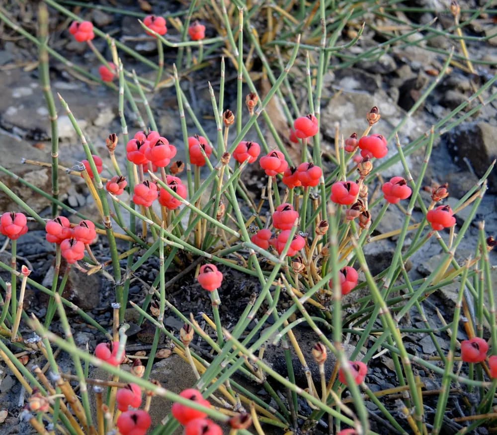Ephedra nevadensis - Photo 3 sur 7