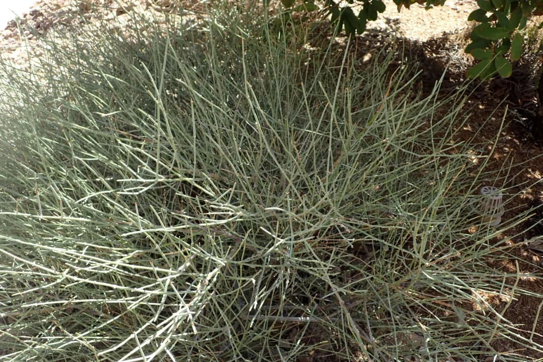 Ephedra nevadensis - Photo 4 sur 7