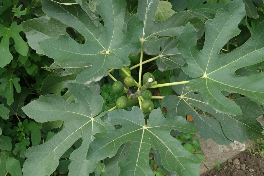 Ficus carica - Photo 4 sur 6