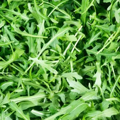 Photo de Roquette sauvage (Diplotaxis tenuifolia), Couvre-sol