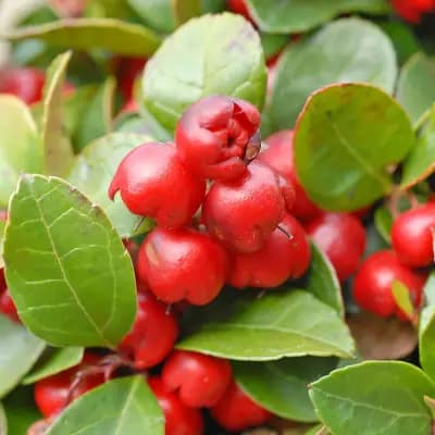 Photo de Gaulthérie couchée, Thé des bois (Gaultheria procumbens), Arbuste