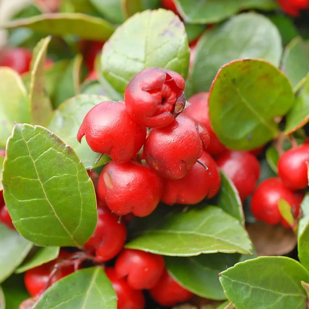 Gaultheria procumbens - Photo 1 sur 4