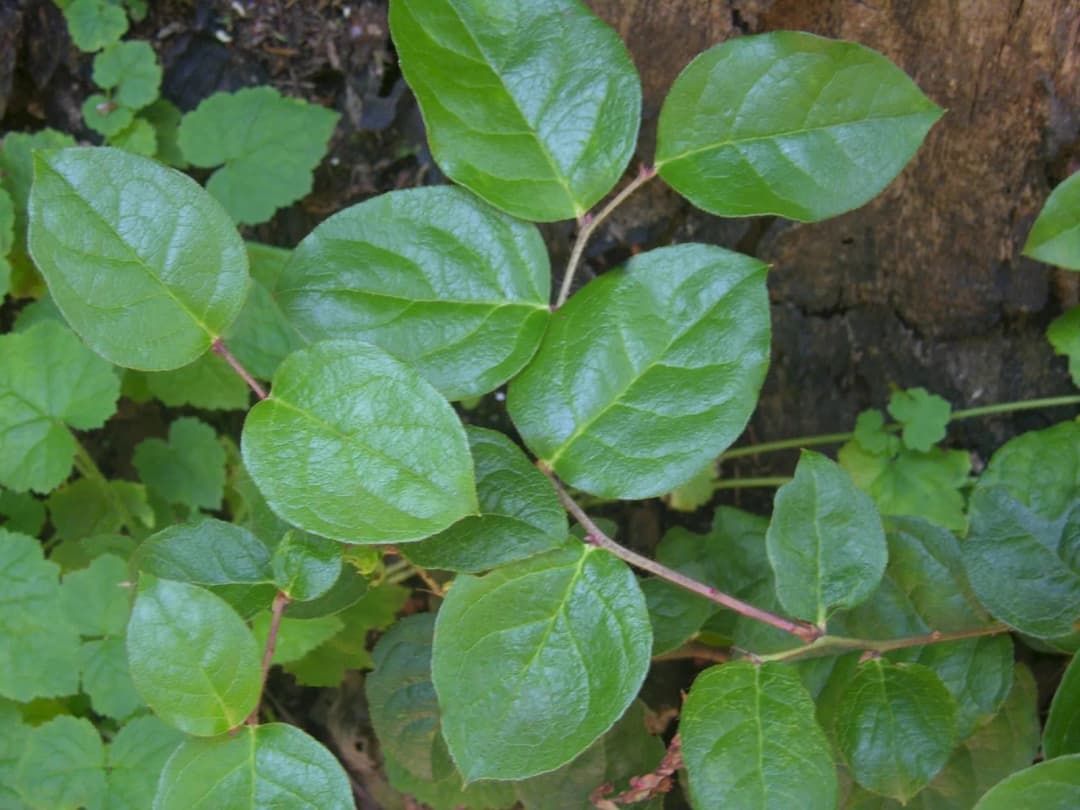 Gaultheria shallon - Photo 6 sur 8