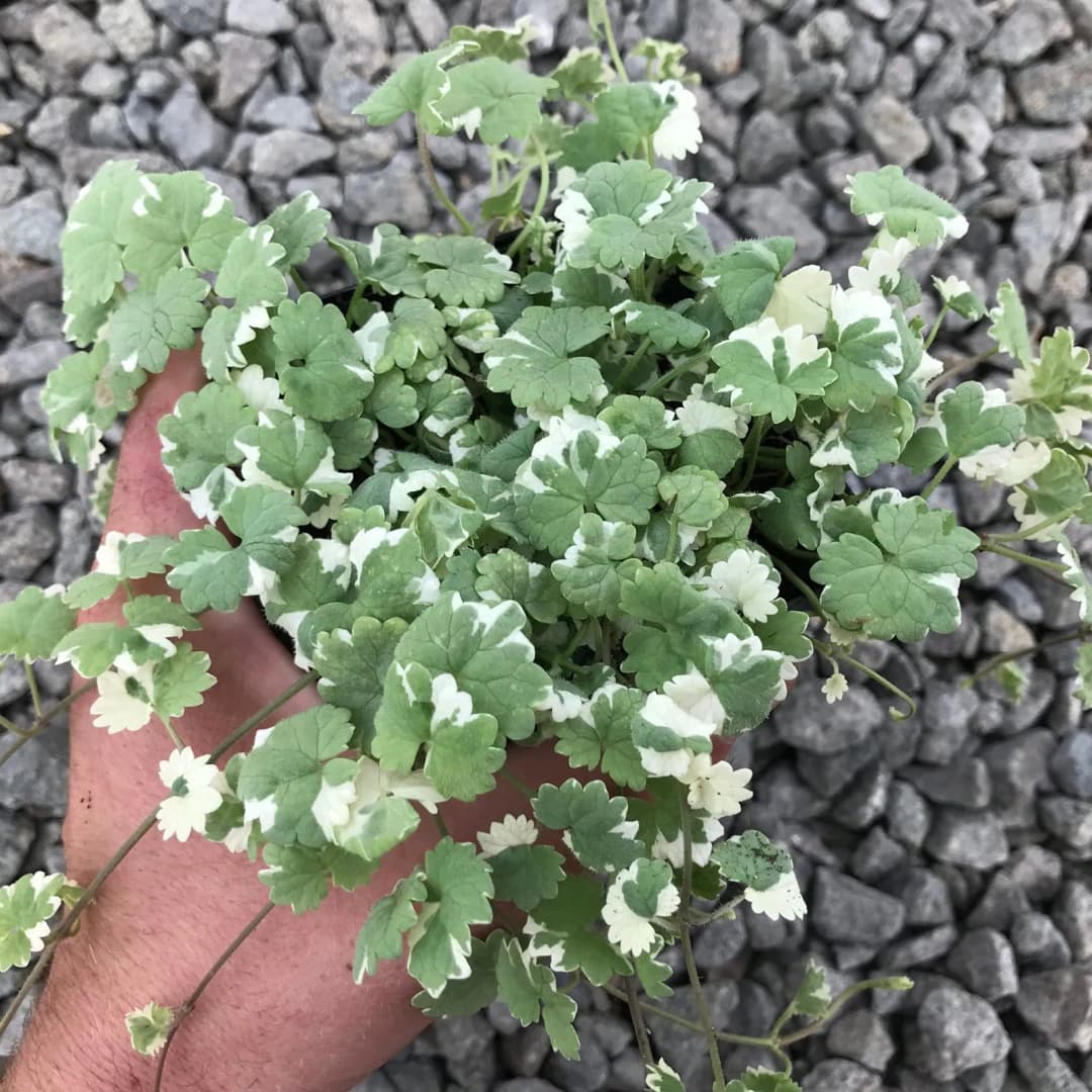 Glechoma hederacea - Photo 4 sur 4