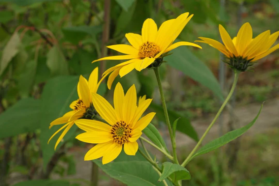 Helianthus tuberosus - Photo 6 sur 10