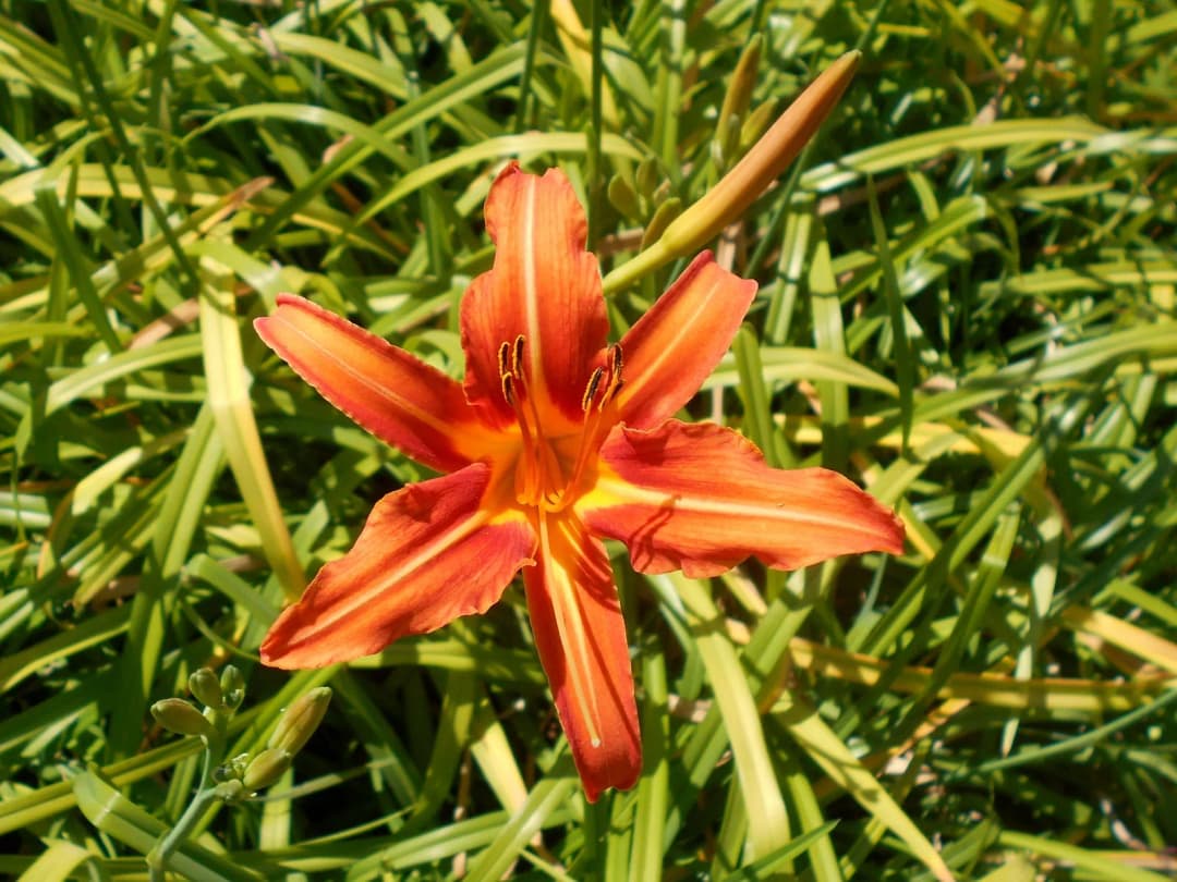 Hemerocallis fulva - Photo 2 sur 4