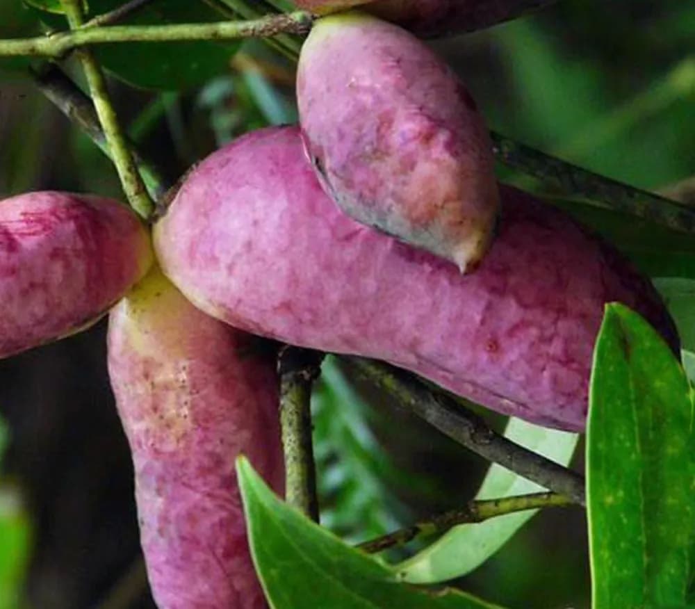 Holboellia latifolia - Photo 5 sur 5