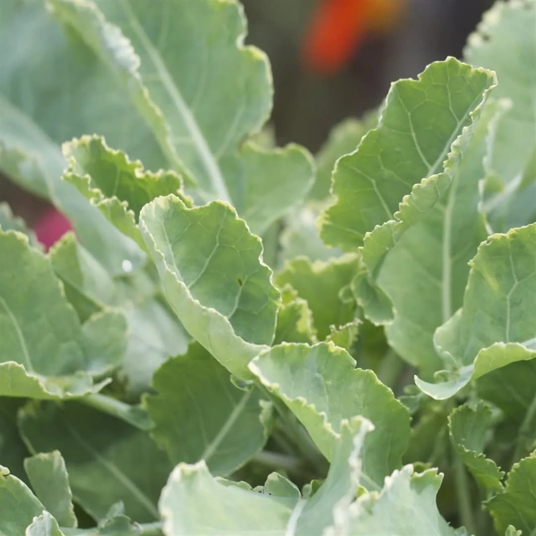 Brassica oleracea - Photo 4 sur 4