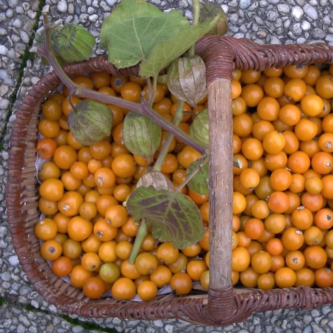Physalis peruviana - Photo 4 sur 7