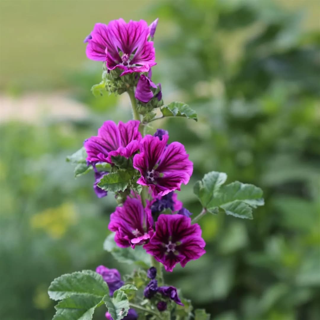 Malva sylvestris - Photo 3 sur 4
