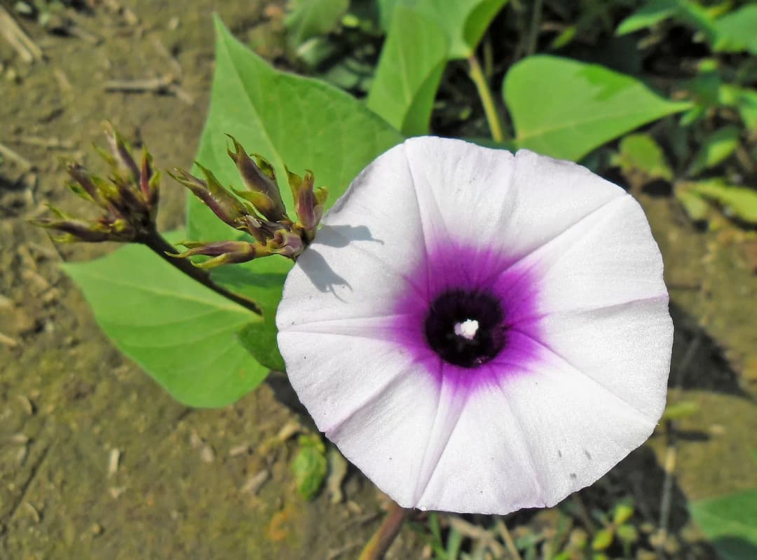 Ipomoea batatas - Photo 3 sur 6