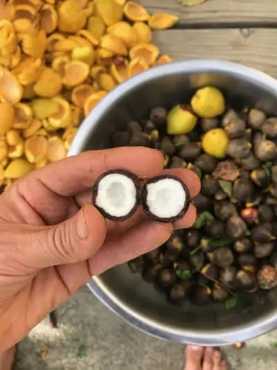 Photo de Cocotier du Chili (Jubaea chilensis), Canopée