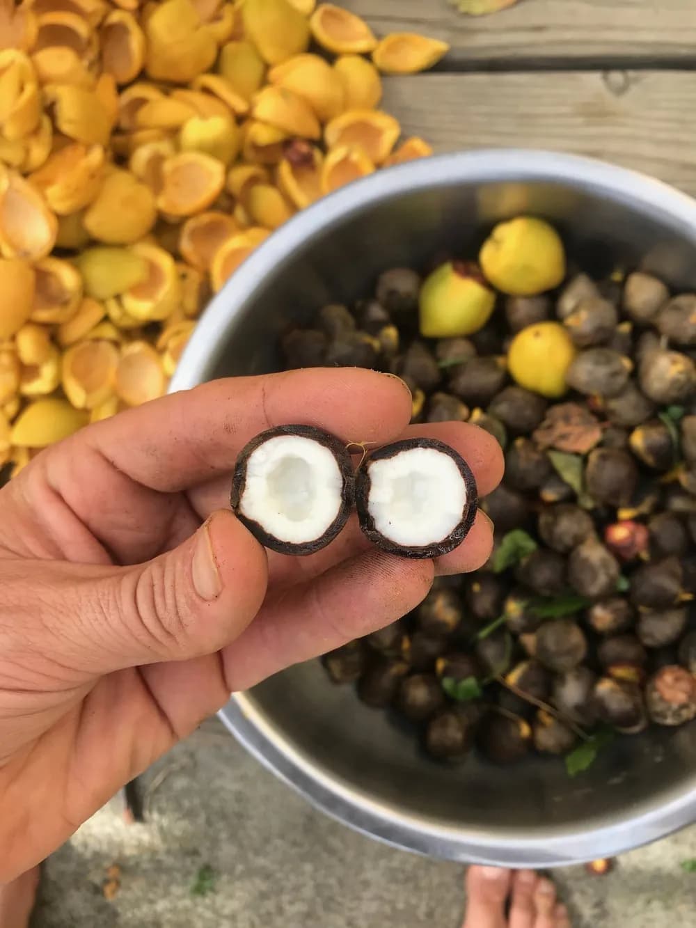 Jubaea chilensis - Photo 1 sur 5