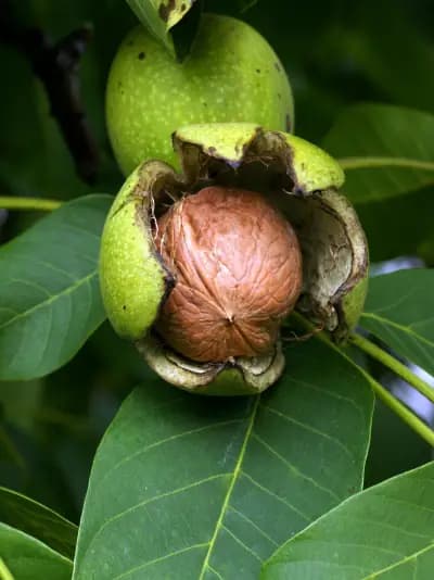 Photo de Noyer (Juglans regia), Canopée