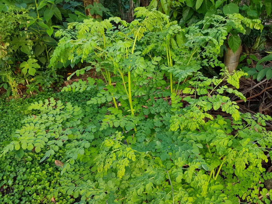 Moringa oleifera - Photo 2 sur 4