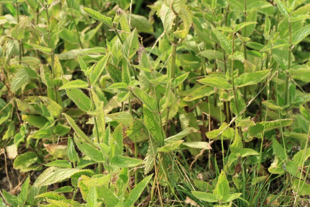 Stachys affinis - Photo 2 sur 5