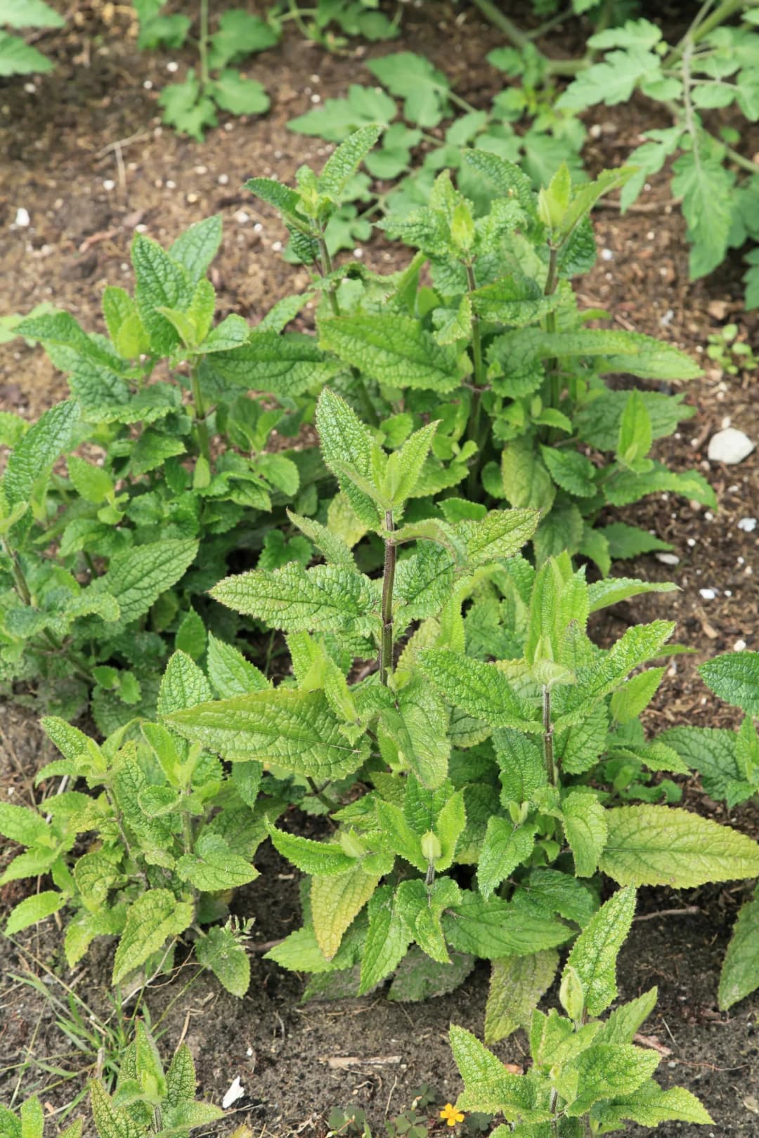 Stachys affinis - Photo 3 sur 5