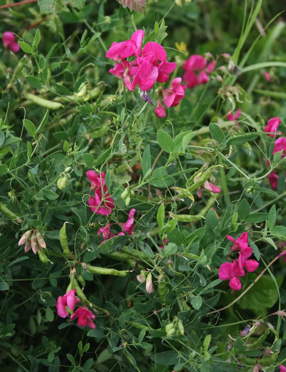 Lathyrus tuberosus - Photo 4 sur 4