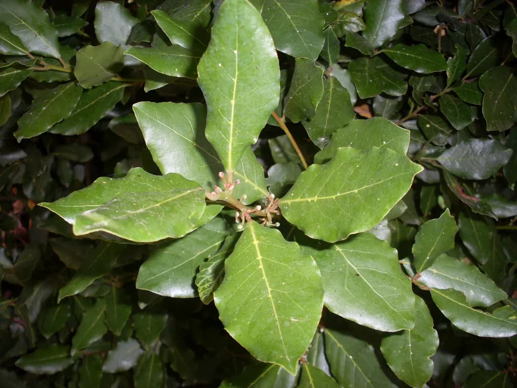 Laurus nobilis - Photo 3 sur 4